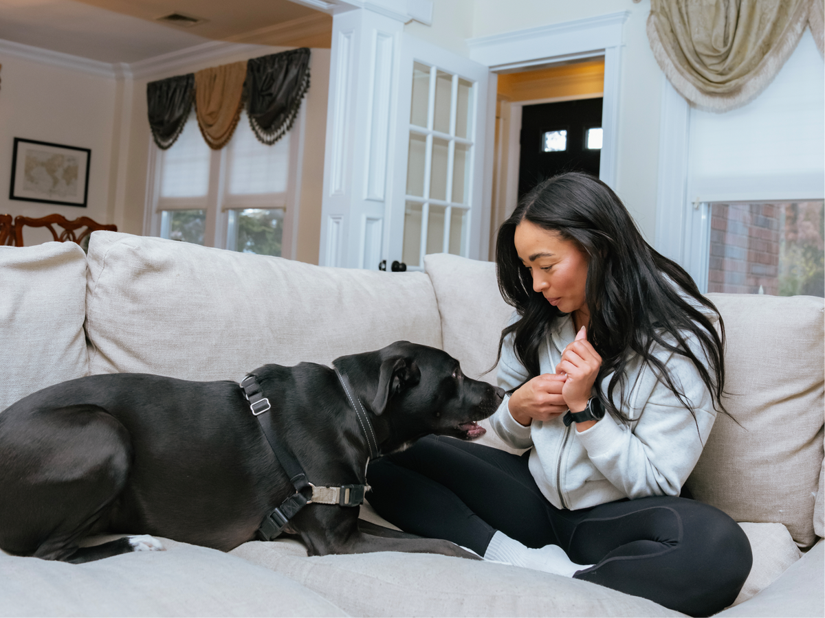 Dog Bonding With a Person on a Couch
