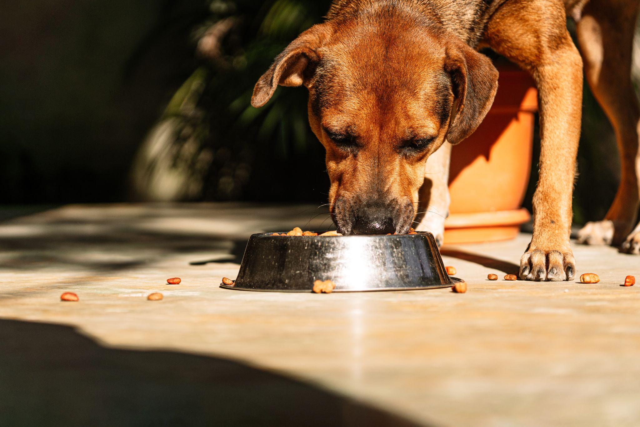 The Power of Organ Meats in Your Dog’s Diet: An Ancestral Nutrition Guide