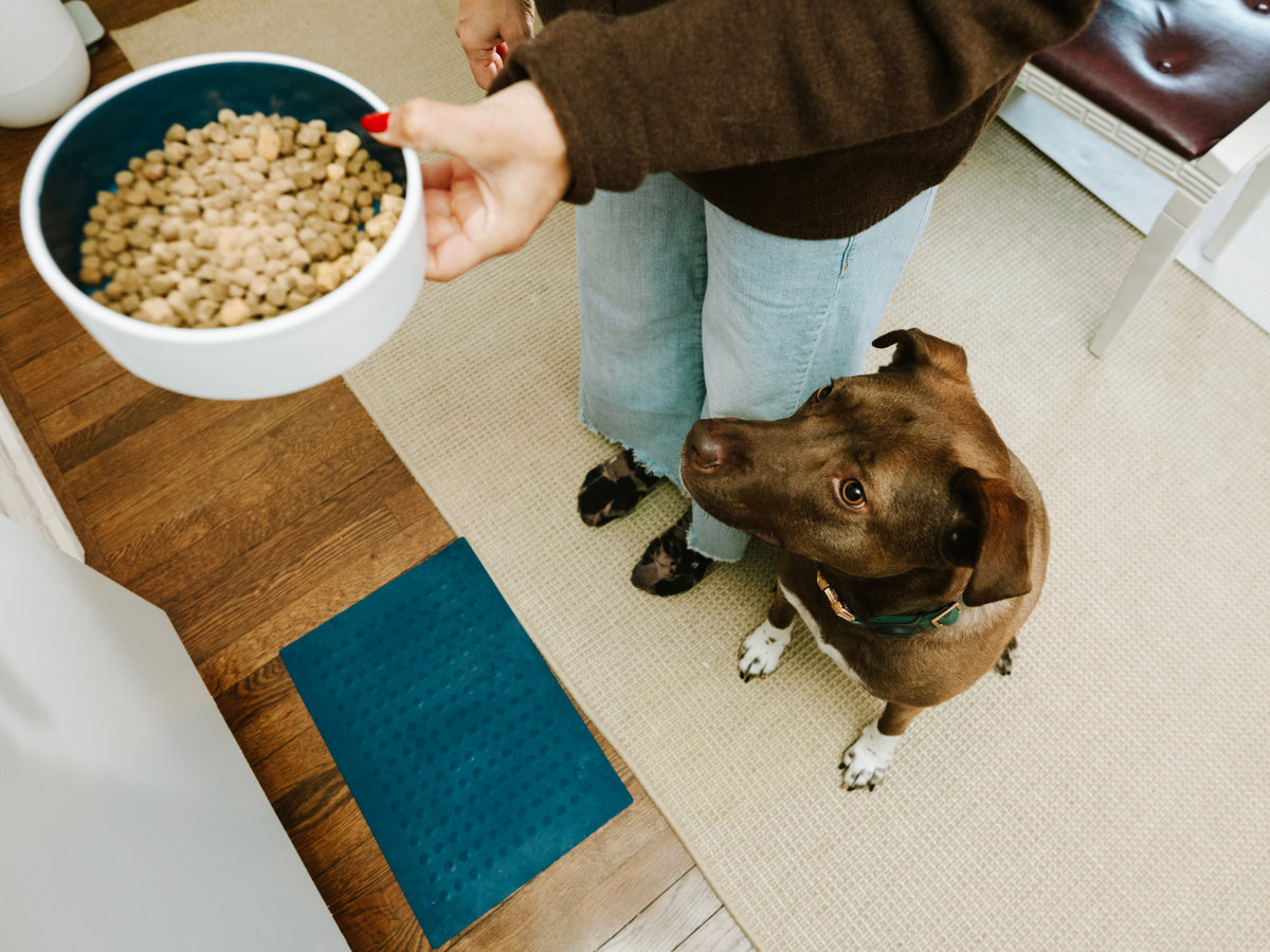 Dog Waiting for Food From a Bowl Held by a Person