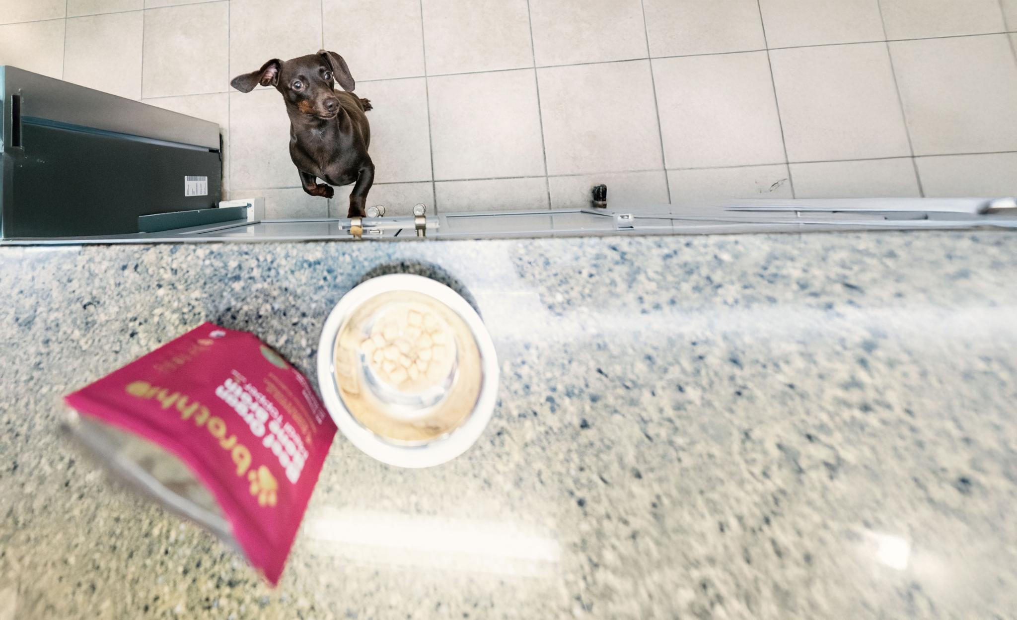Dog enthusiastically eating a meal topped with organ meat powder and bone broth
