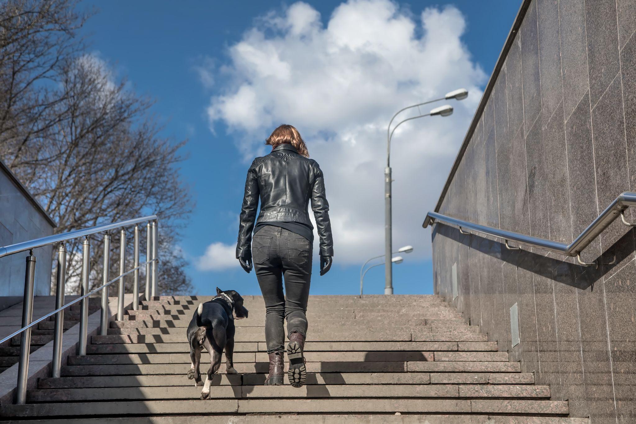 Joint Health in Dogs: Natural Ways to Support Hips and Joints