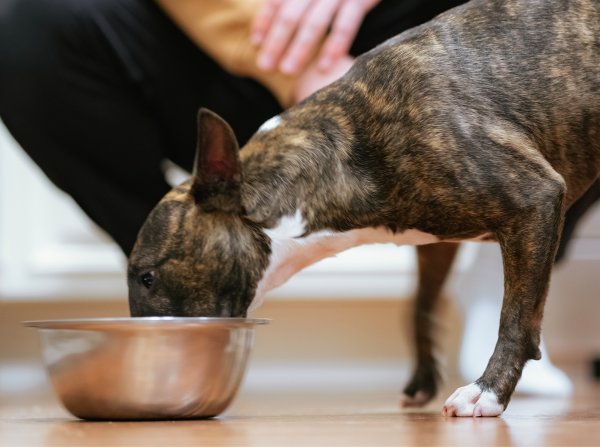 dog eating from bowl with topper