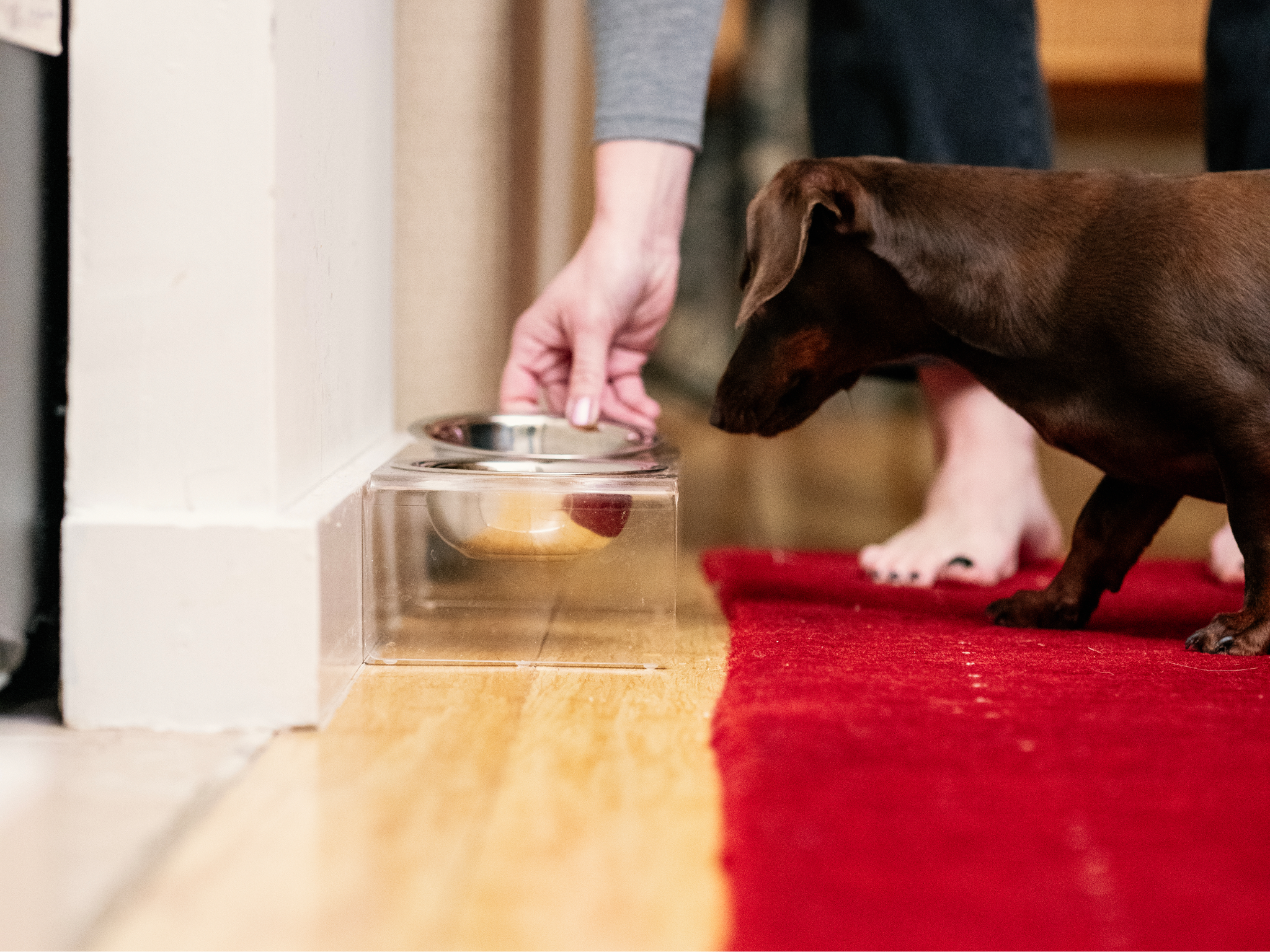 healthy dog eating nutrient-rich whole foods from bowl