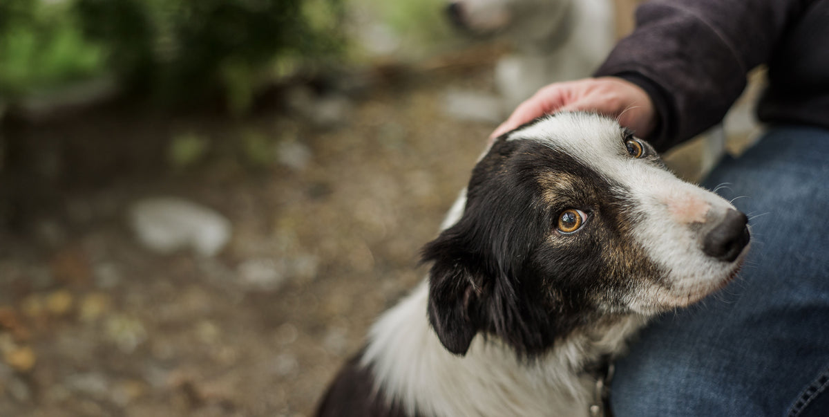 A dog leaning into a gentle hand outdoors