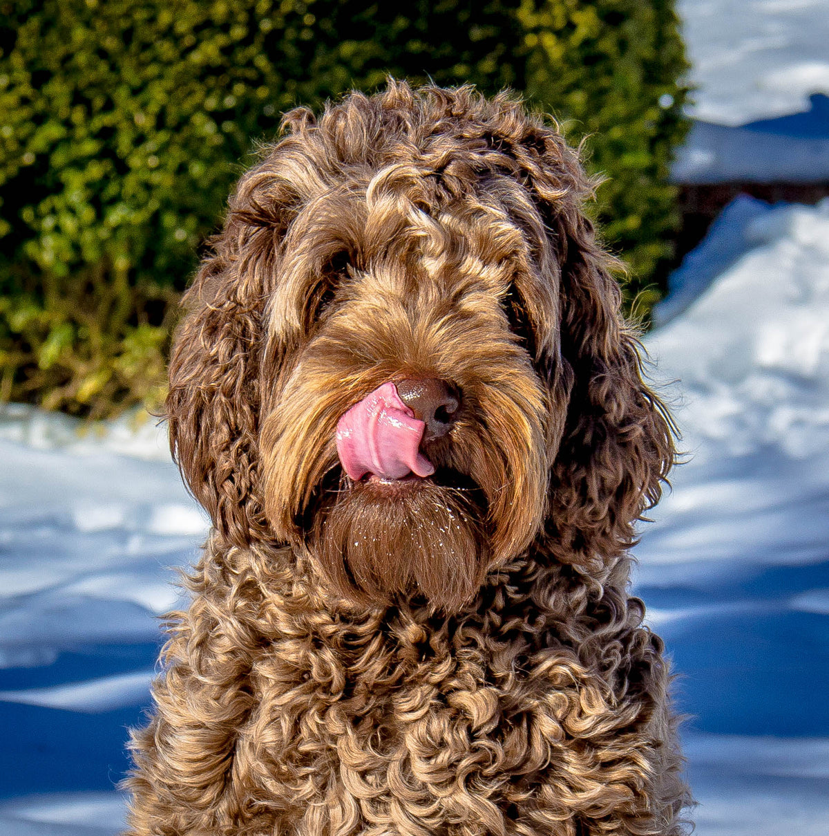 Roman, the dog who inspired Brothhh