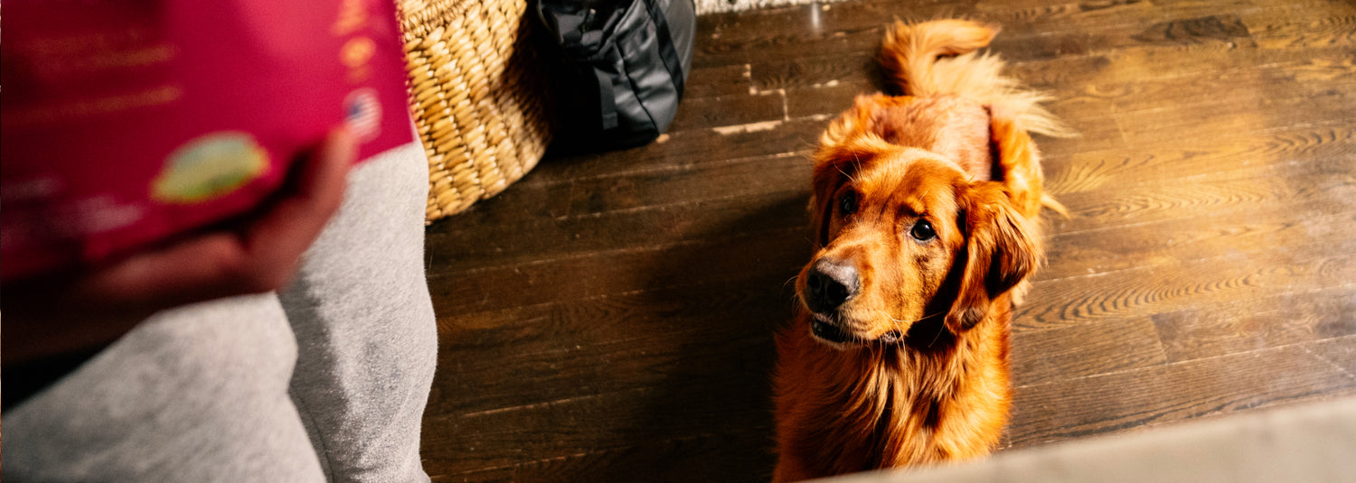 Dog sitting on a wooden floor next to a person holding a red box.